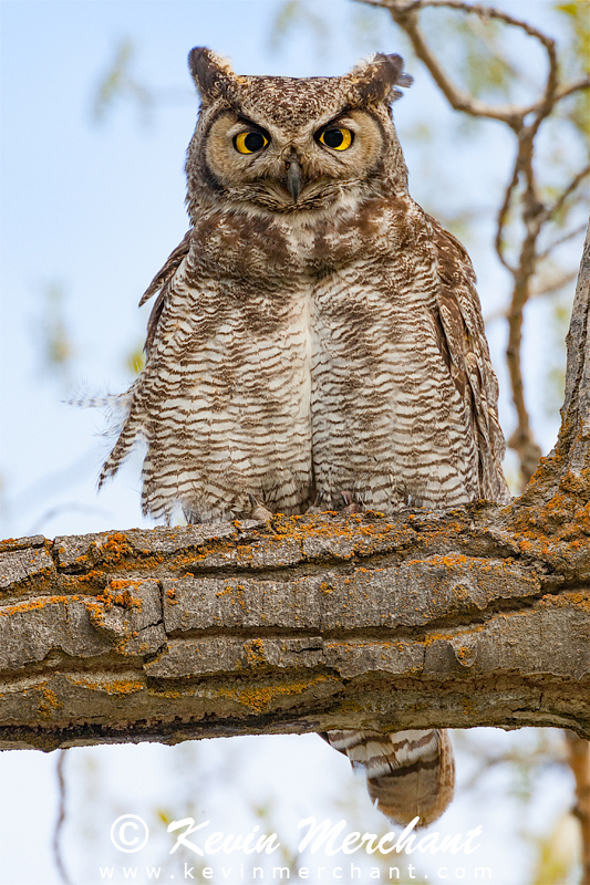 Adult great-horned owl