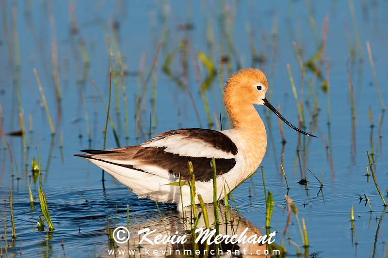 American avocet wading