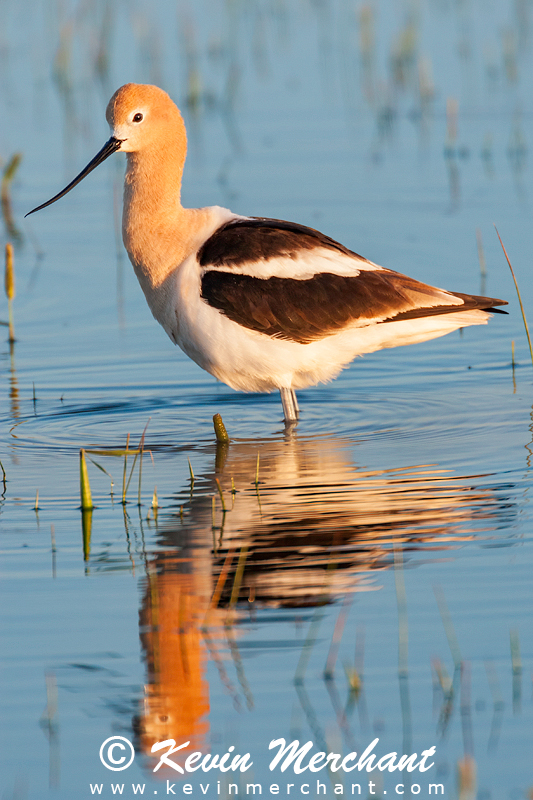 American avocet wading