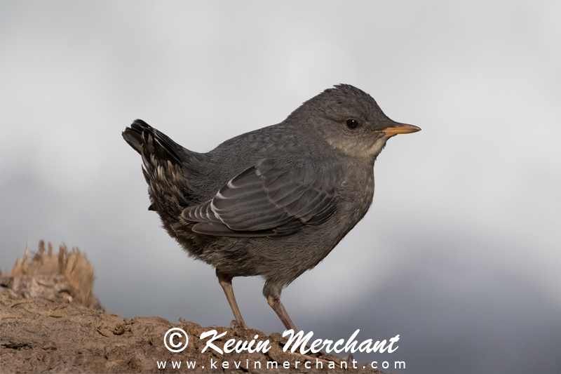 American dipper fledgling