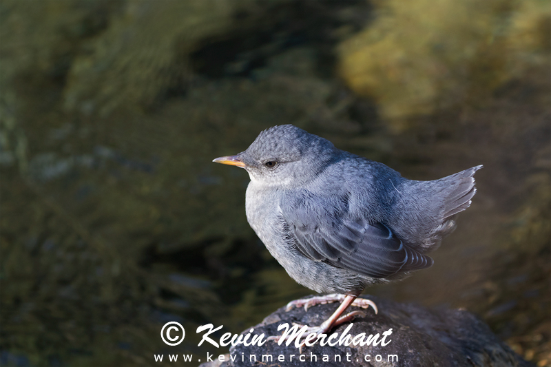 American dipper fledgling