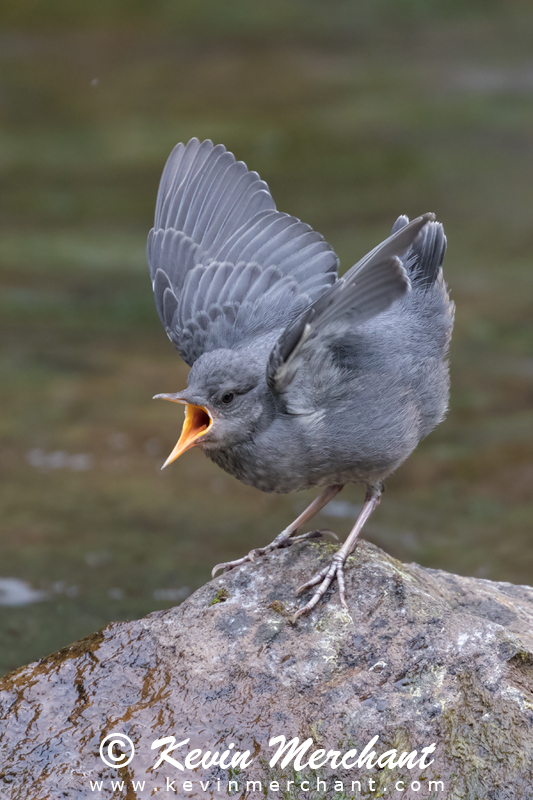 American dipper fledgling begging