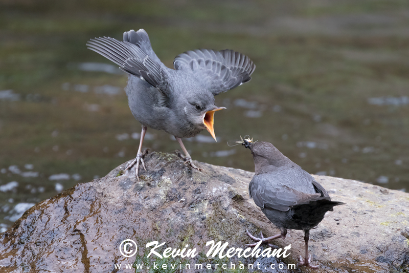 American dipper fledgling begging