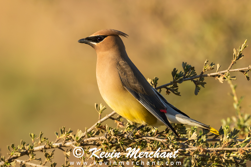 Cedar waxwing