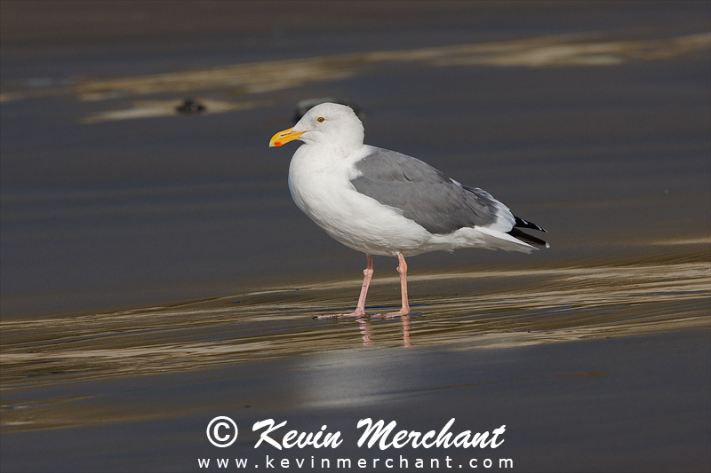 Western gull on beach