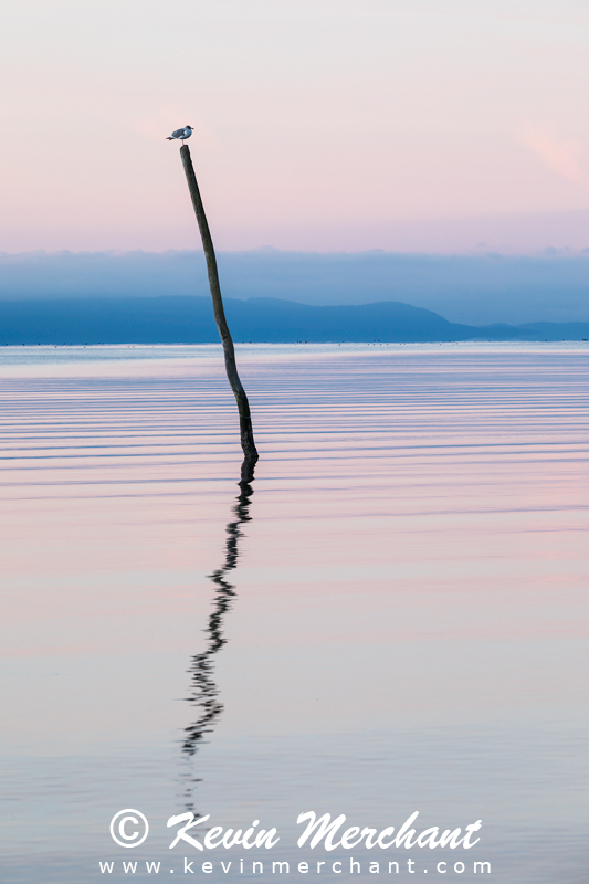 Gull on piling at sunrise on Birch Bay