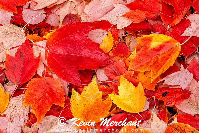 Fall color in the backyard