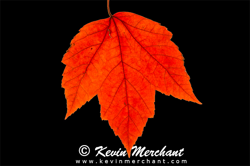 Maple leaf in Fall color