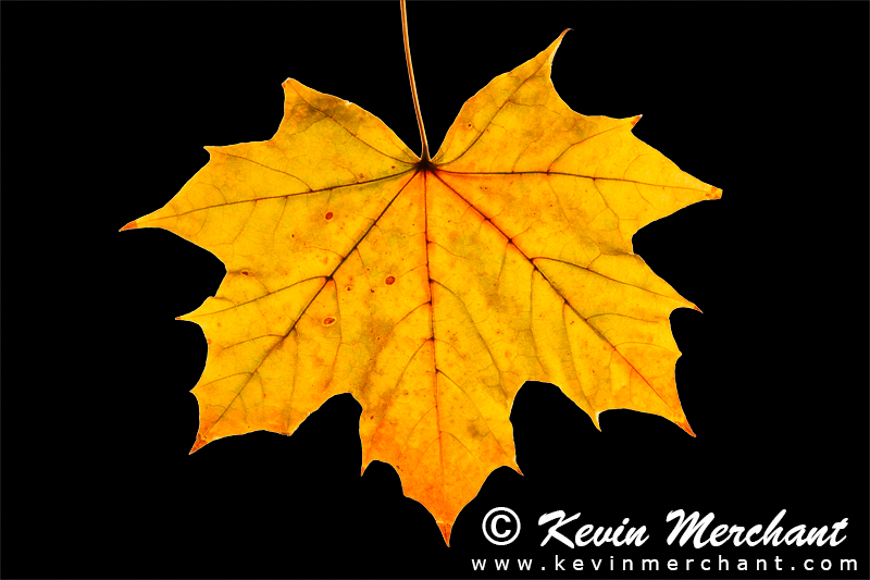 Broadleaf maple leaf in Fall color