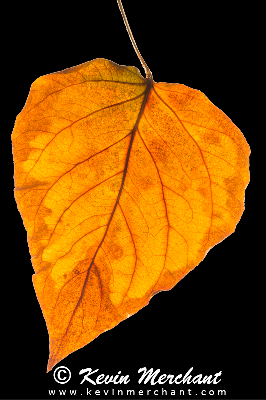 Alder leaf in Fall color