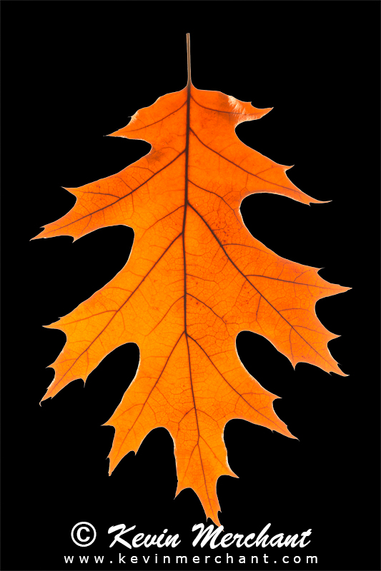 Oak leaf in Fall color