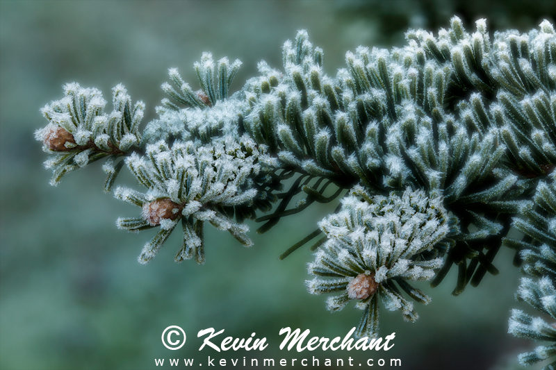 Ice crystals on fir needles