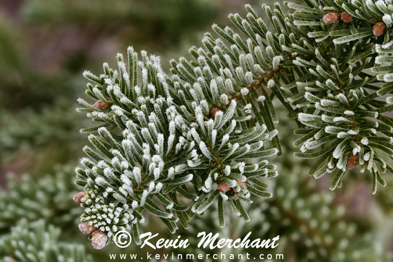 Ice crystals on fir needles