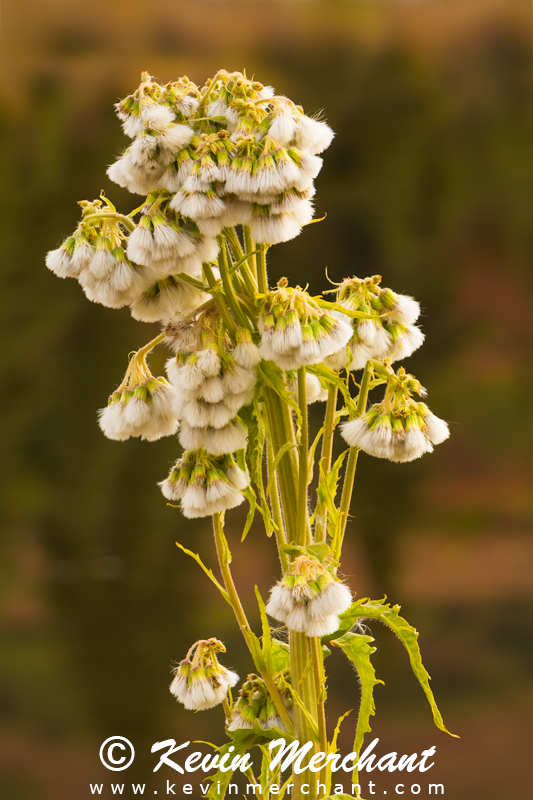 Mastadon flower, Denali NP, Alaska