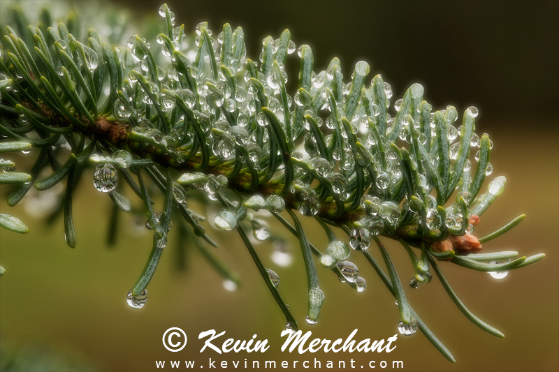 Rain drops on fir needles