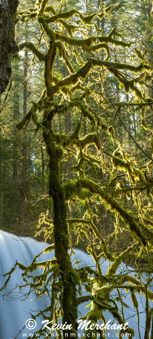 Lower South Silver Falls & tree