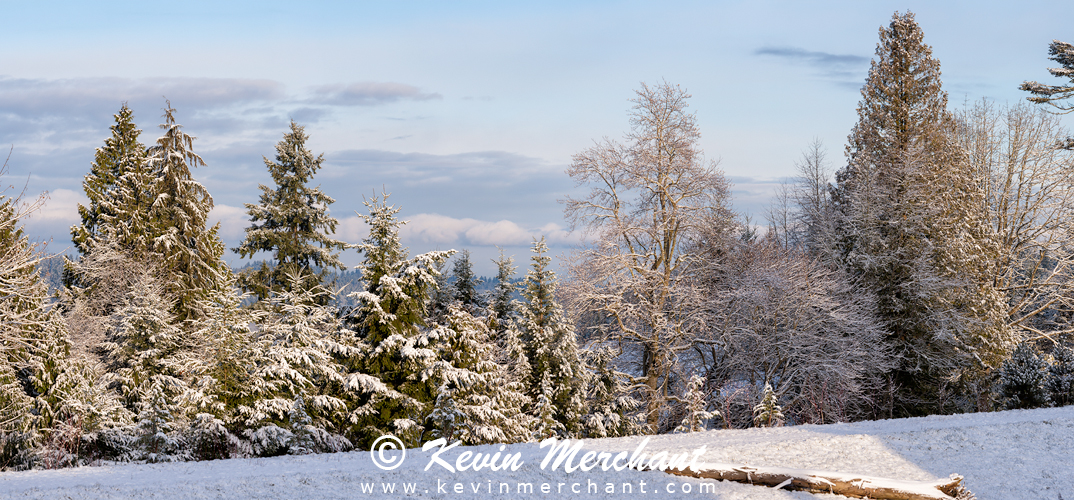 Snow on the trees