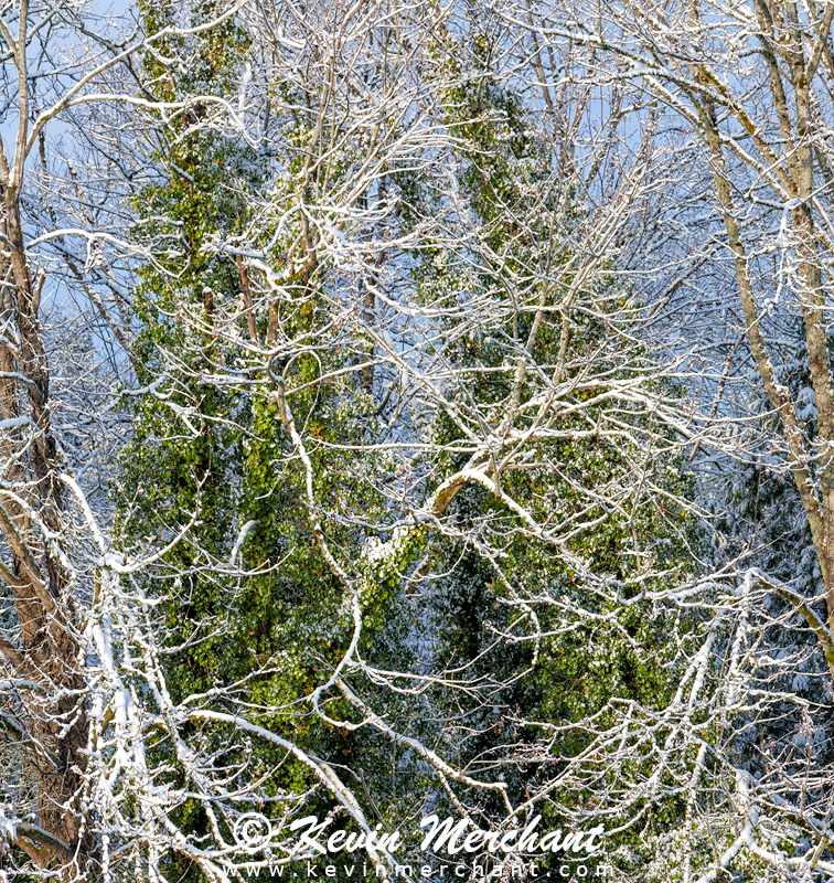 Snow on the trees