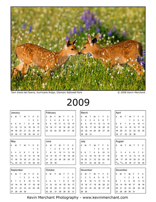 Twin black-tail fawns, Hurricane Ridge, Olympic National Park, Washington