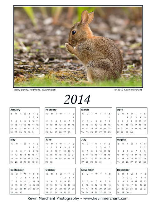 Baby bunny, Redmond, Washington