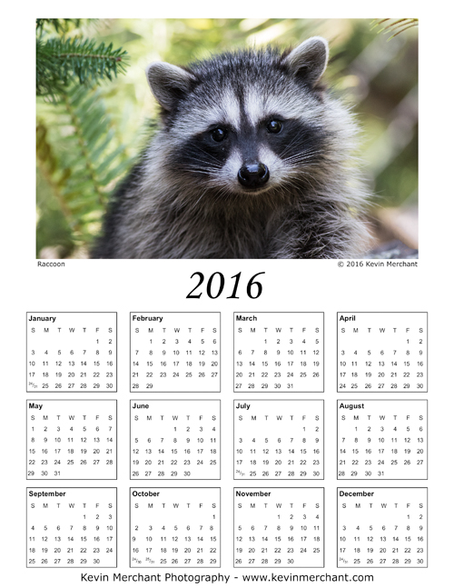 Young raccoon, Redmond, Washington