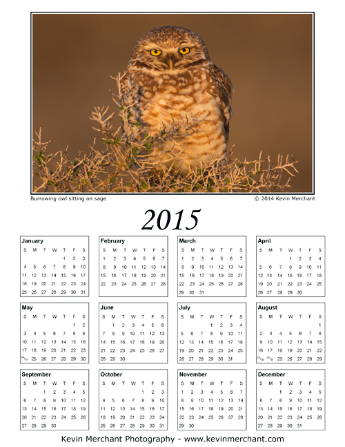 Burrowing owl sitting on sage, Burns, Oregon