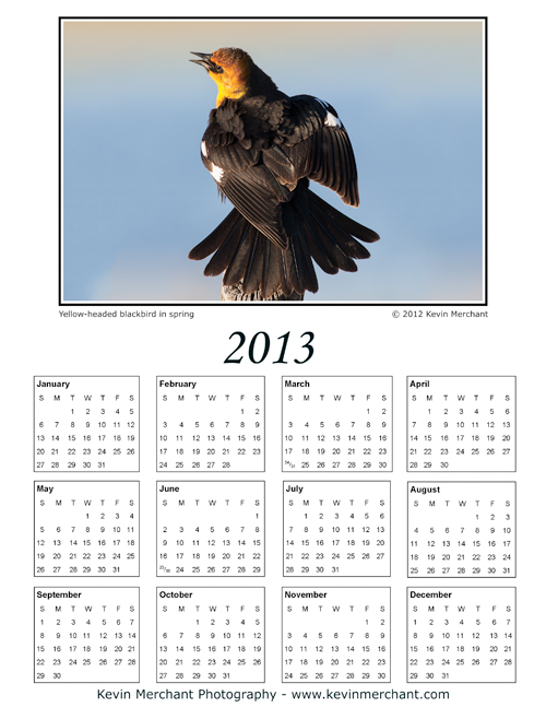 Yellow-headed blackbird displaying, Malheur NWR, Oregon