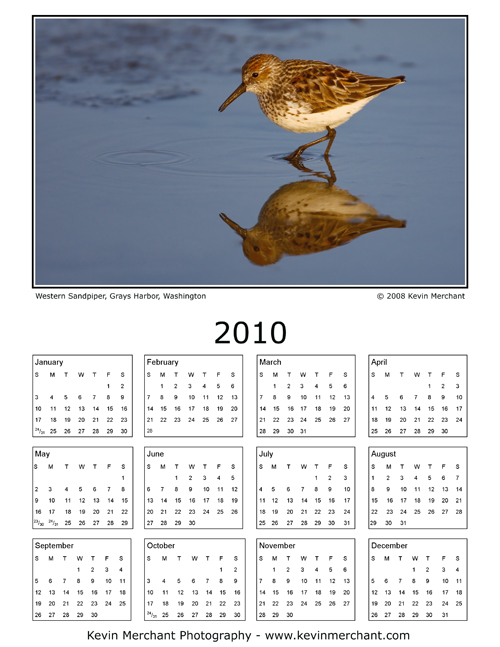 Western sandpiper, Grays Harbor, Washington