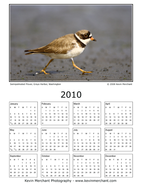 Semipalmated plover, Grays Harbor, Washington