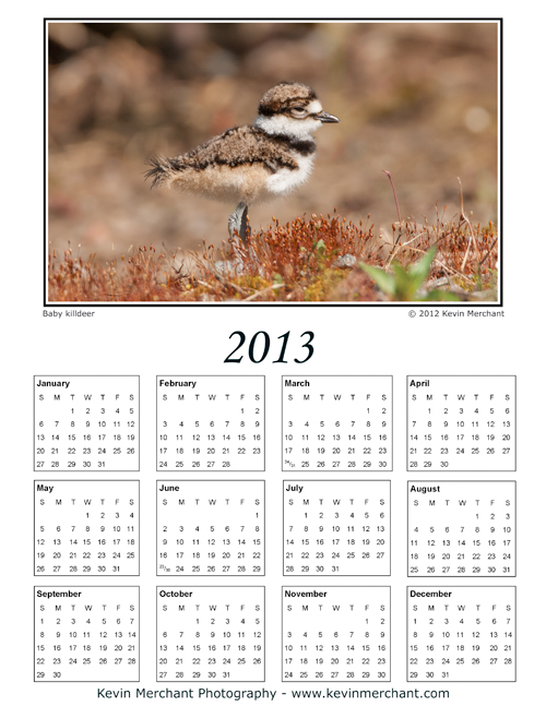 Day old killdeer chick, Redmond, Washington