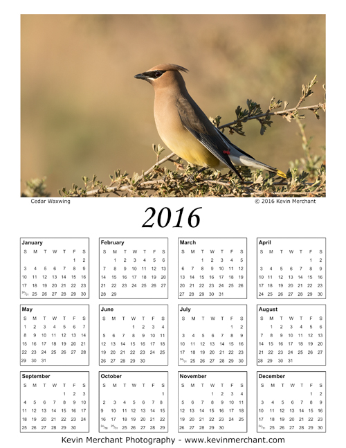 Cedar waxwing, Ellensburg, Washington