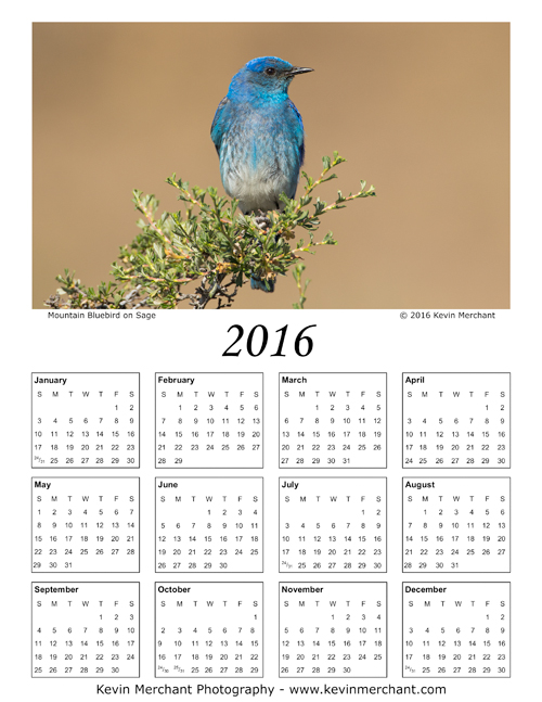 Male mountain bluebird, Ellensburg, Washington