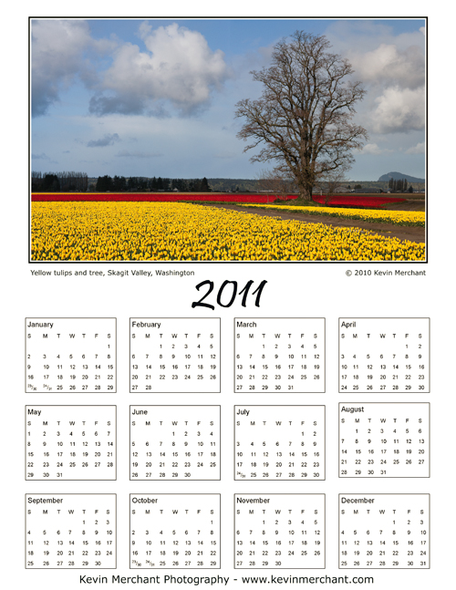 Yellow tulips and tree, Skagit Valley, Washington