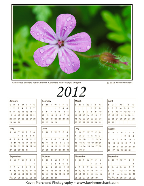 Rain drops on herb robert bloom, Columbia River Gorge, Oregon