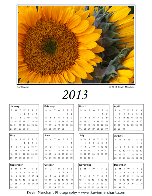 Sunflower bloom, Redmond, Washington